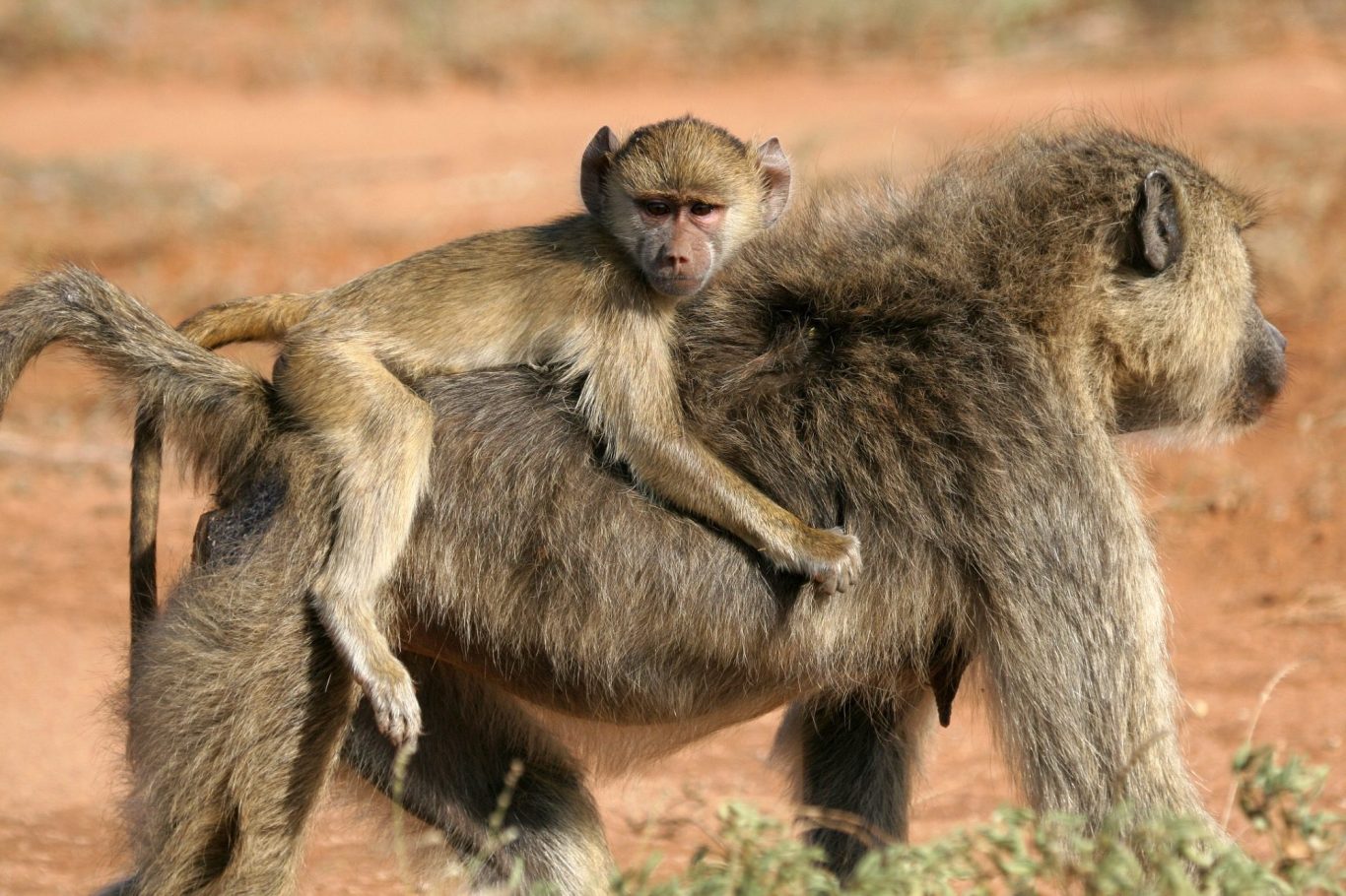 A baboon rests on the back of another baboon in a natural setting.